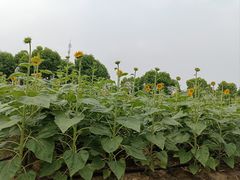 -百万葵园