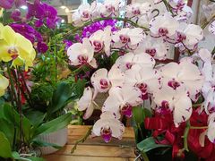 -双季花艺园艺市场(浦东店)