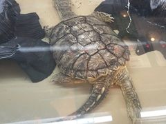 -元氏钵仔糕(北京路店)