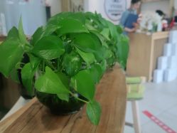 点击看大图 -薇薇安花系SPA