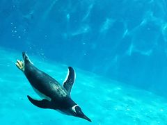 -泉城欧乐堡海洋极地世界