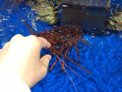 -盒马鲜生(莱蒙都会店)