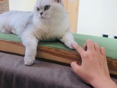 -猫和宫(六道口店)