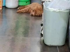 -沉香牛肉面