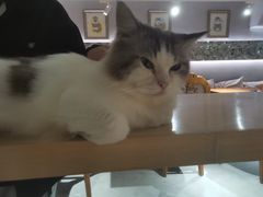 -more than meow吴止猫主题餐厅(承德 中船汇店)