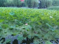 -莲湖公园