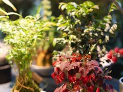 -自由生长植物工作室(深港花卉中心店)