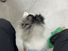 -中农国际动物医院24小时·猫科·骨科·急重症中心