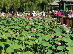 -莲花池公园