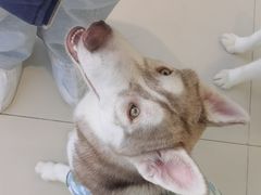 -怪兽屋·羊驼·猫咖·狗咖(俊华广场店)