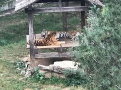 -石家庄市动物园