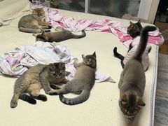 -天宠宠物医院24小时·急重症诊疗中心·全科·腔镜特色(和平分院)