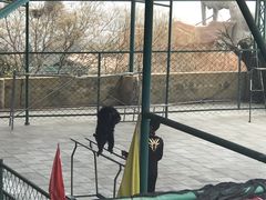 -东方熊牧场