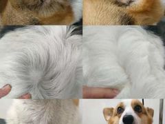 -Pets First伊珊娜洗护·精致美容·家庭式寄养(新会路店)