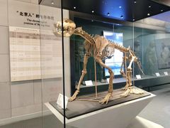 -北京周口店北京人遗址博物馆