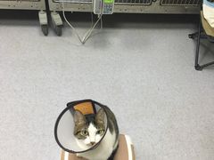 -艾贝尔宠物医院·24H转诊中心·肿瘤猫专科(江宁双龙店)
