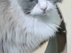 -鼓捣猫呢主题猫咖店
