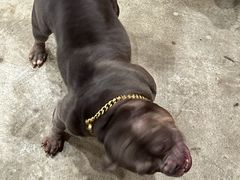 -小狗上班·狗咖·猫咖·小奶狗·摄影(南山店)