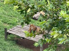 -西霞口神雕山野生动物世界
