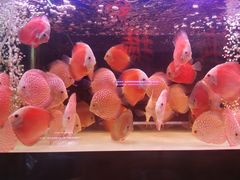 -中环花鸟鱼虫市场