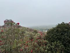 -贵州百里杜鹃风景名胜区