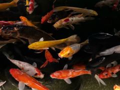 -广州白天鹅宾馆