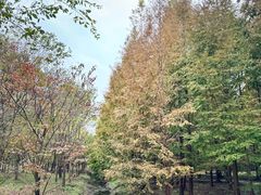 -黄海国家森林公园