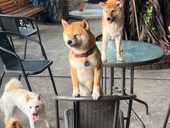 -柴犬高等学院·狗咖·柴犬售卖·宠物训练