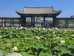 -莲花池公园