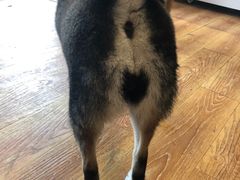 -柴犬高等学院·狗咖·柴犬售卖·宠物训练