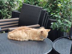 -bluefrog蓝蛙(恒隆广场店)