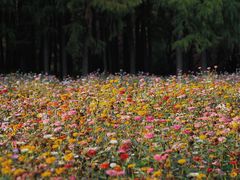 -上海共青森林公园