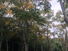 -牛岗山公园