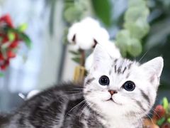 -70cat德文卷毛猫·缅因猫纯种猫舍