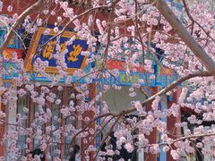 -桃花堤公园