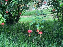 -中国科学院西双版纳热带植物园