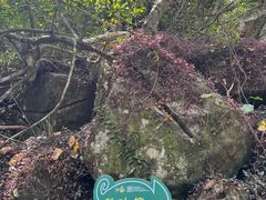 -呀诺达热带雨林