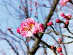 -铁山坪森林公园