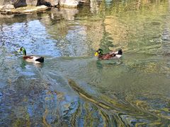 -穆得·老周家牛肉烧饼(普利街店)