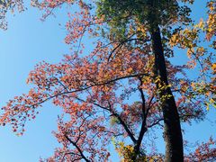 -广州市石门国家森林公园