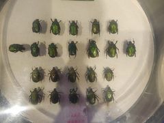 -陕西自然博物馆