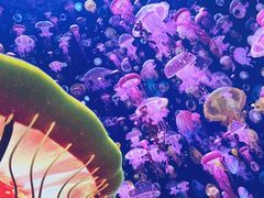 -海合安青岛极地海洋公园