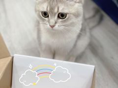 -东方名猫馆·英短金渐层布偶猫舍(环线广场1号楼店)