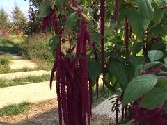 -北纬44度·金珠花海休闲农业旅游景区