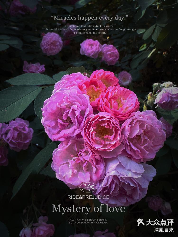 七姊妹花始吐芳便招蜂蝶示清香