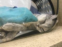 -伟伟宠物医院·CT影像中心·瑞派犬猫综合性门诊(汉口总院)