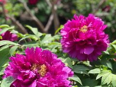 -莲花池公园