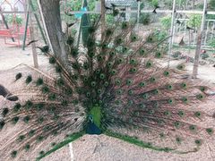 -百果山乐享果玩