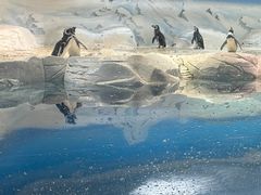 -上海海洋水族馆