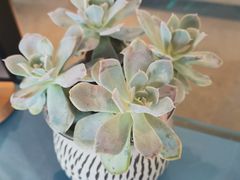 -鲜塘宴·千岛湖大鲫鱼(南湖店)